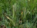 Himantoglossum adriaticum
